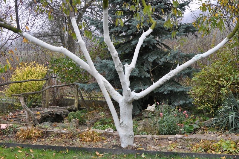 Po co bielić drzewa owocowe?