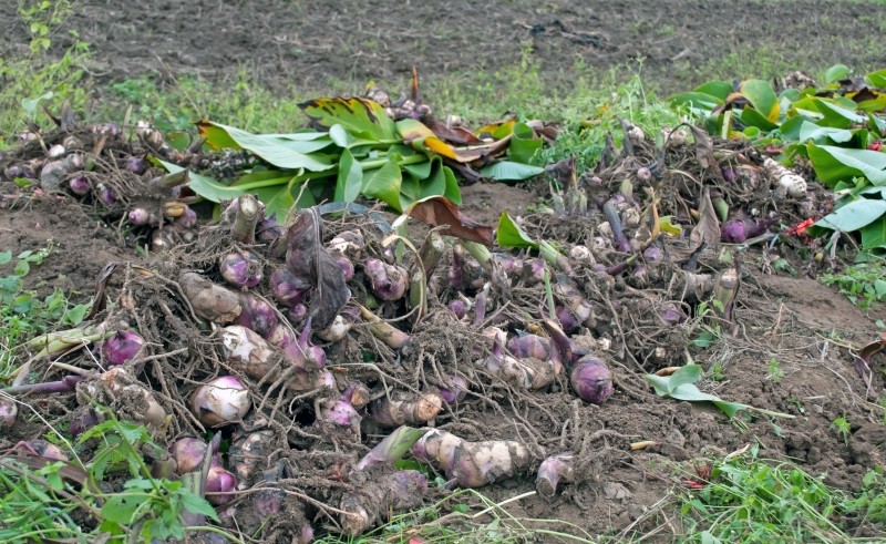 jak przezimować wrażliwe na mróz kwiaty