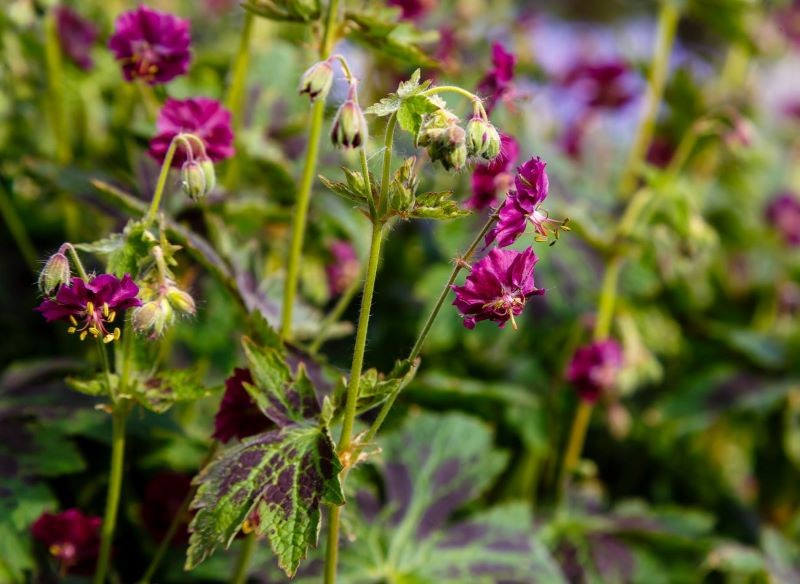 Bodziszek żałobny 'Samobor' to jedna z najpiękniejszych odmian tej rośliny.