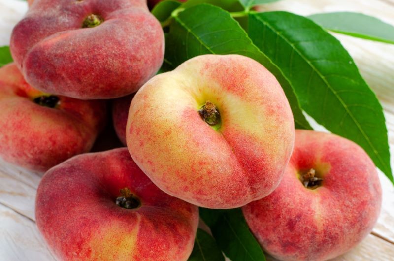 Brzoskwinia płaska 'Saturn' to jedna z ciekawszych propozycji do przydomowego ogrodu.