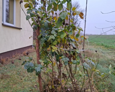 Ważny zabieg przy różach pnących. Zrób go koniecznie, zanim przyjdą duże mrozy