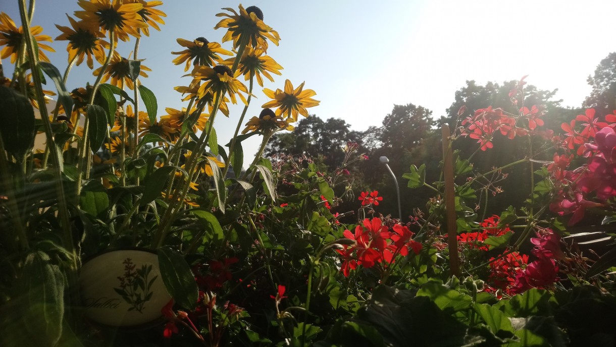 Balkon, Lato na balkonie.............moje datury........... - ...............rudbekia...............