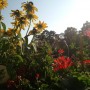 Balkon, Lato na balkonie.............moje datury........... - ...............rudbekia...............