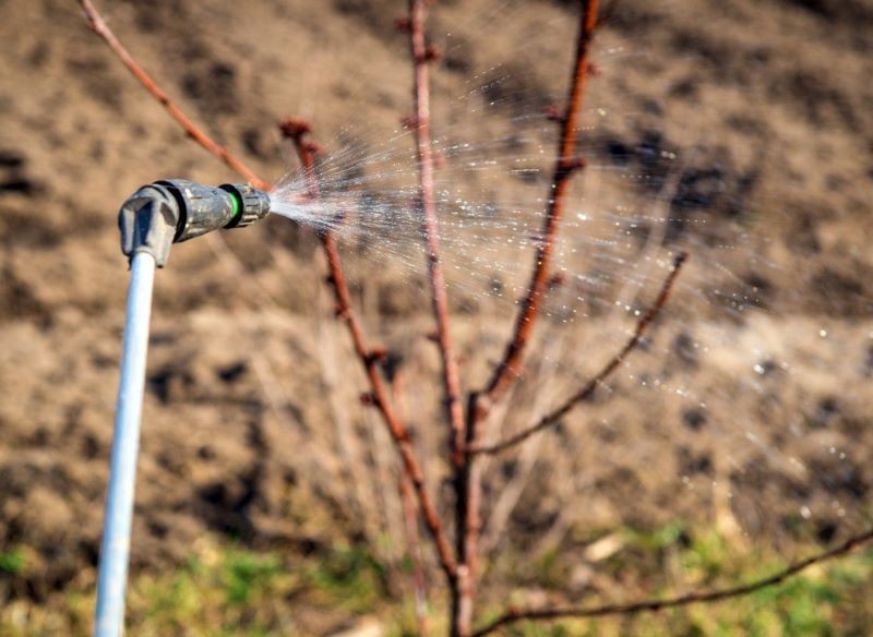 Opryski chronią rośliny przed częstymi chorobami.