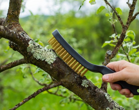 Mech porasta drzewa owocowe? Te domowe triki pomogą się go pozbyć