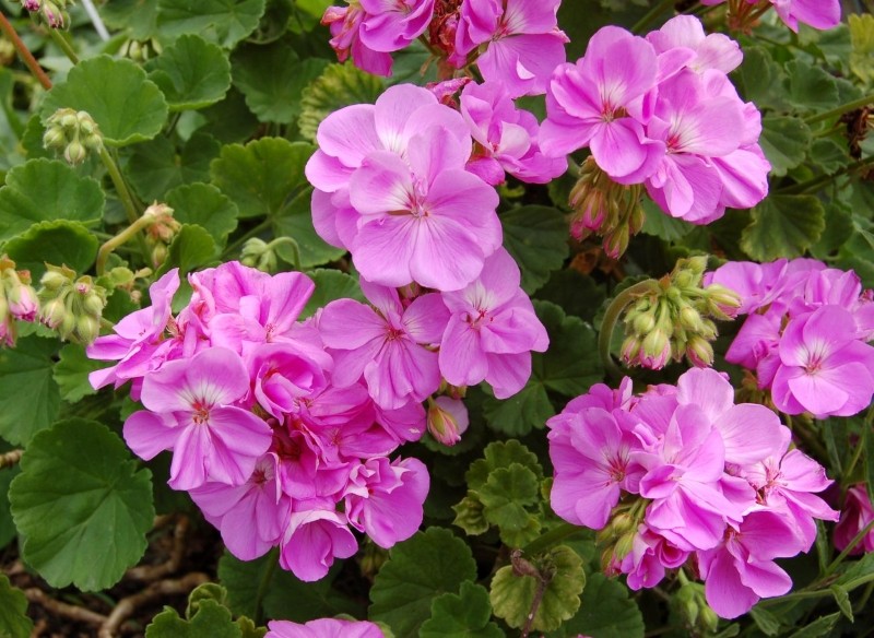 czym odżywiać pelargonie 