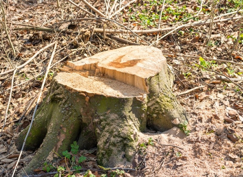jaka jest najlepsza metoda na usunięcia pnia drzewa