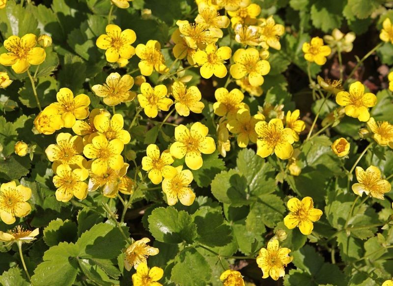 Co zamiast trawy w cieniu? Świetnie sprawdzi się pragnia syberyjska.