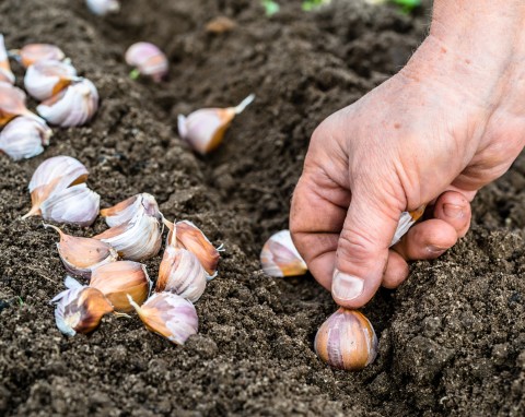 Ekologiczne sposoby zaprawiania czosnku. Przed jesiennym sadzeniem to najważniejszy zabieg