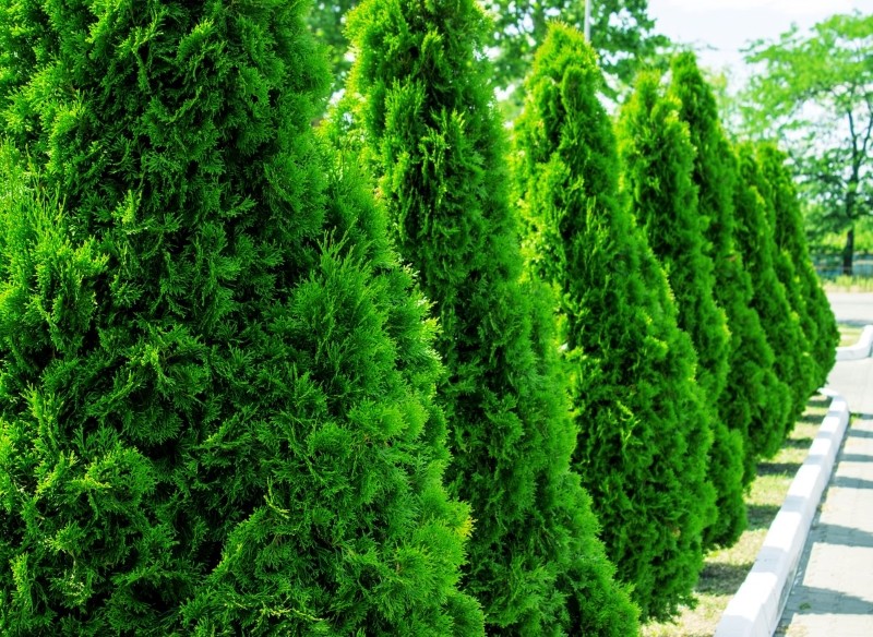 czy można wyciąć tuje bez pozwolenia