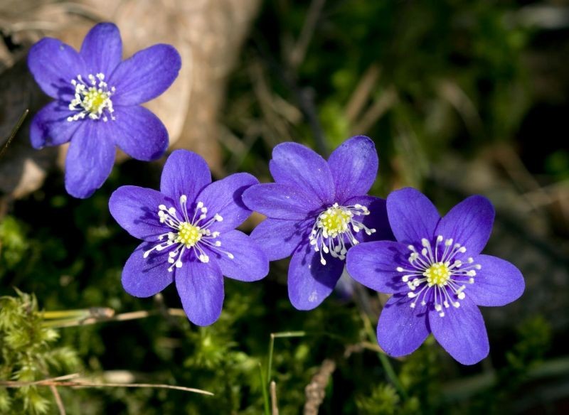 Przylaszczki wymagają minimalnej pielęgnacji.