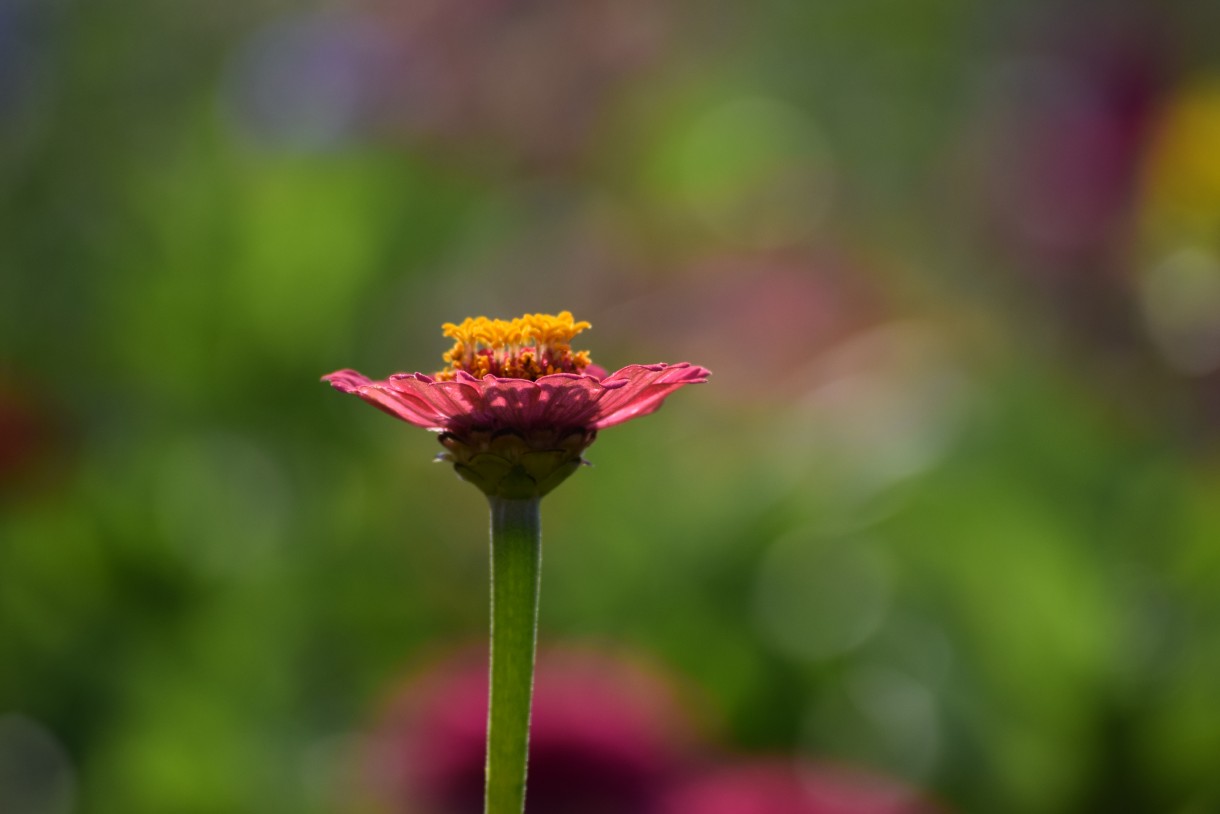 Rośliny, ECHINACEA...