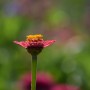 Rośliny, ECHINACEA...