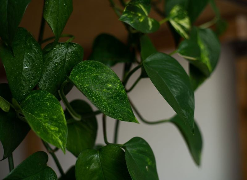 Epipremnum złociste pięknie wygląda w cieniu i półcieniu.