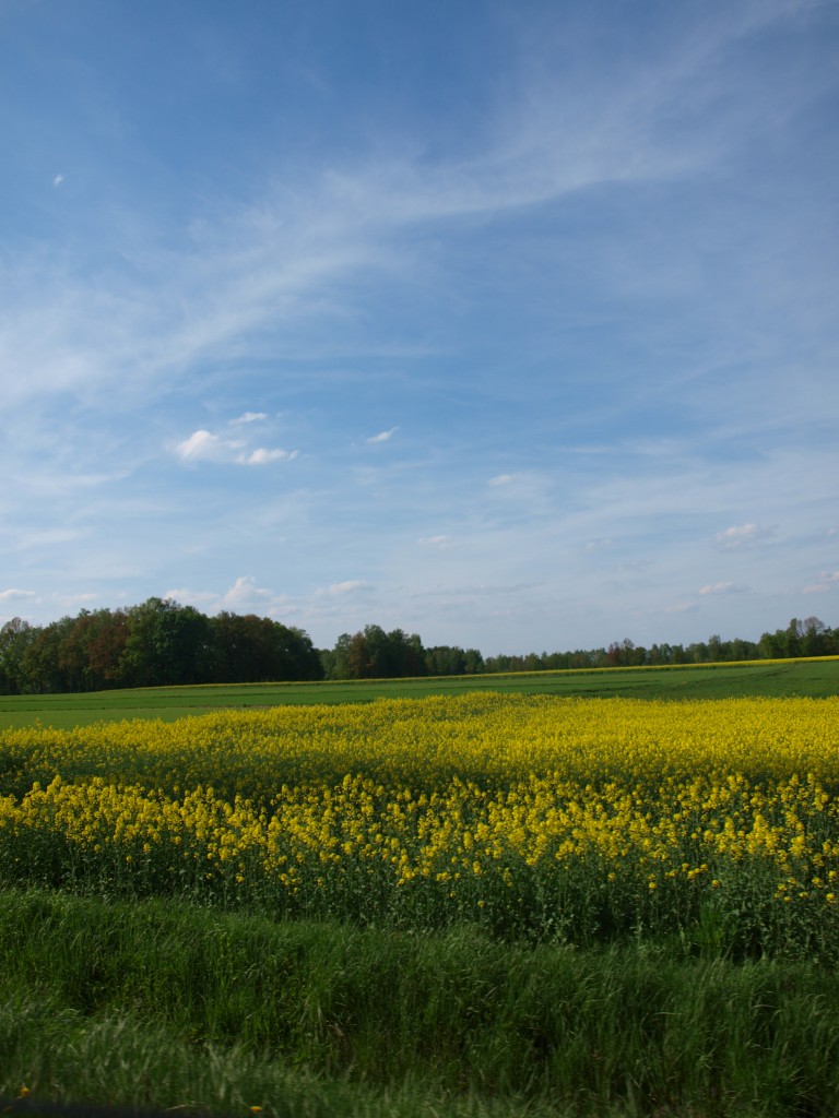 Pozostałe, w ogrodach