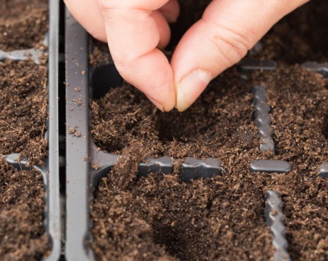 7 rzeczy, które trzeba wiedzieć przed siewem papryki. Rozsada będzie zdrowa, a korzenie mocne