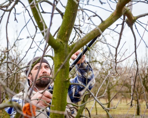 W styczniu przytnij te drzewa owocowe i krzewy ozdobne. Rozrosną się i bujnie zakwitną
