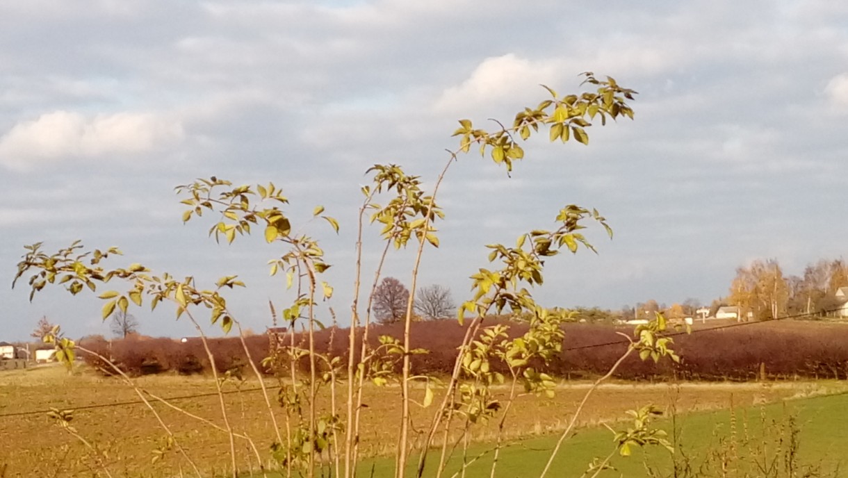 Pozostałe, Jesień. - Panorama przez pryzmat pierwszego planu :) .B