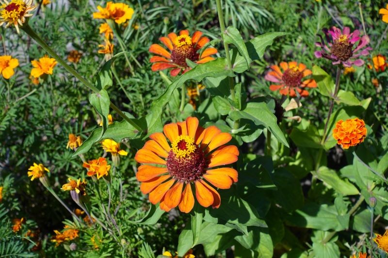 Cynie kojarzą się z babcinym ogródkiem.
