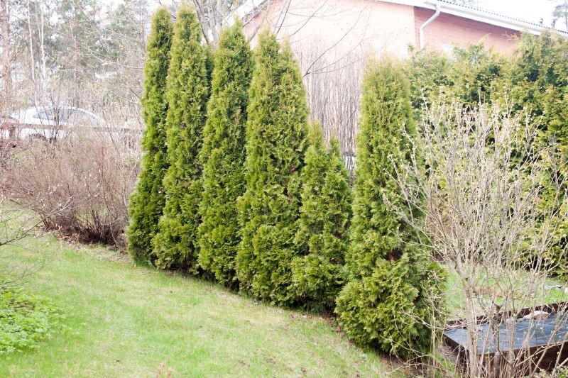 Jesienne podlewanie jest jednym ze sposobów zapobiegania brązowieniu tui po zimie.