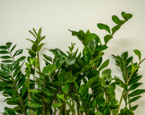 Naturalne wsparcie dla zamiokulkasa. Wzmacnia korzenie i pobudza wzrost liści