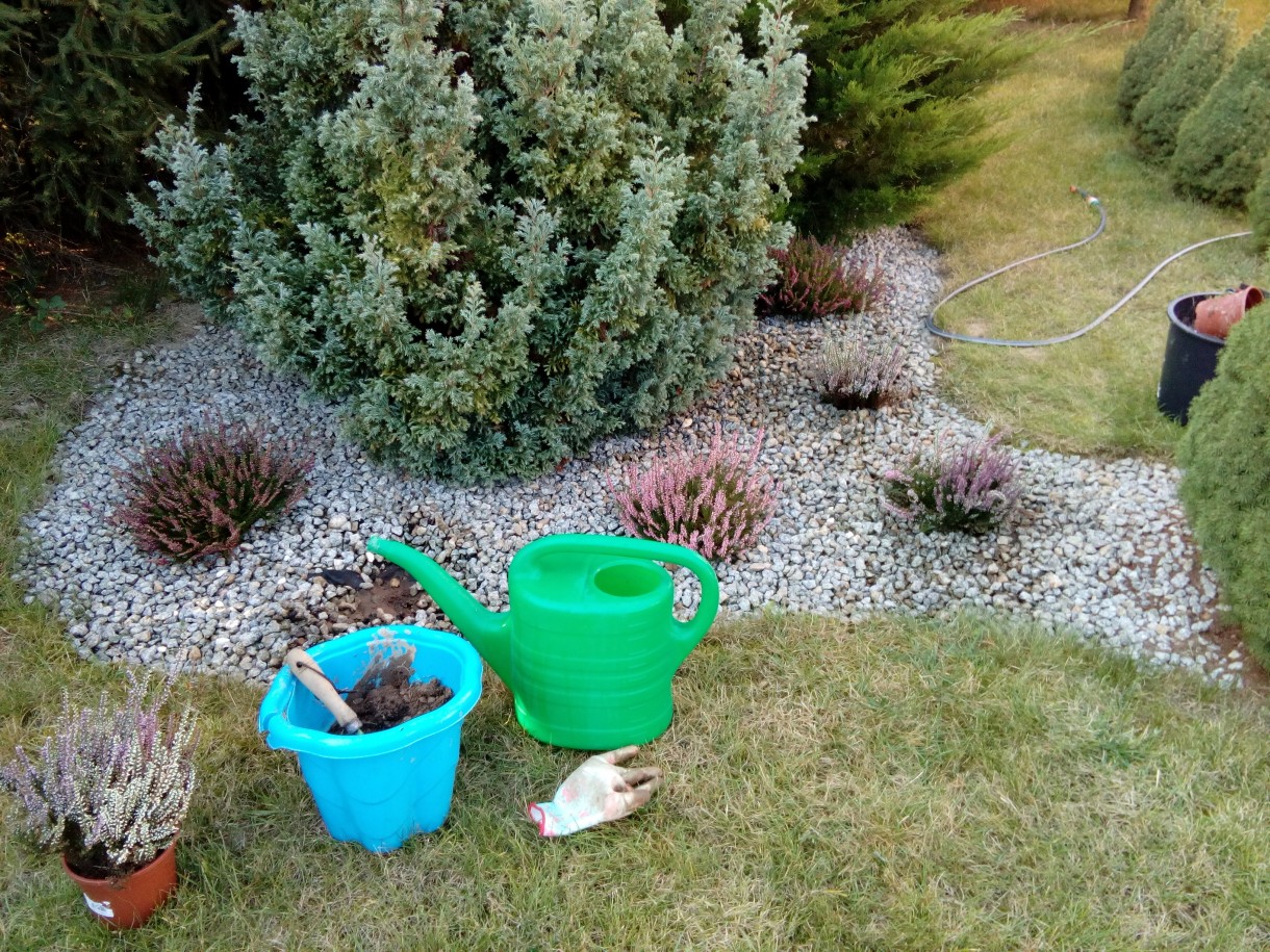 Ogród, Koniec lata coraz bliżej ..... - wrzosy posadzone na rabacie przed domem i za domem tylko fotki brak ....