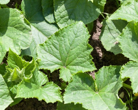 Dlaczego ogórki nie kwitną i nie zawiązują owoców? Proste sposoby na pobudzenie ogórków do wzrostu