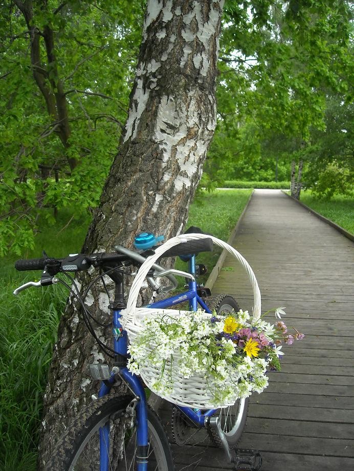 Pozostałe, Morze o świcie ....majowa łąka i .....kwiaty dla mamy....... - ............i brzozowy gaj..............