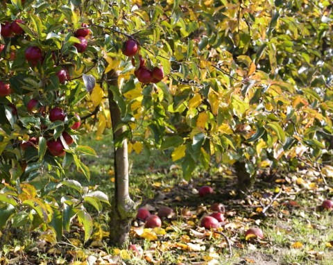 Nawożenie jabłoni jesienią. Dobrze przetrwają zimę i będą lepiej owocować