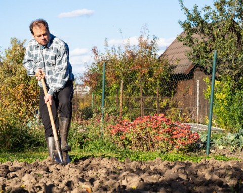 Przekopywanie ziemi w ogrodzie jesienią. Czy zawsze trzeba to robić?