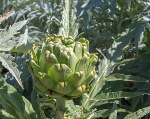 Karczoch zwyczajny (Cynara scolymus)