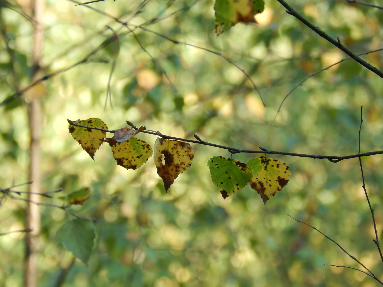 Leśne klimaty, GDZIE LATO SPOTYKA SIĘ Z JESIENIĄ ?