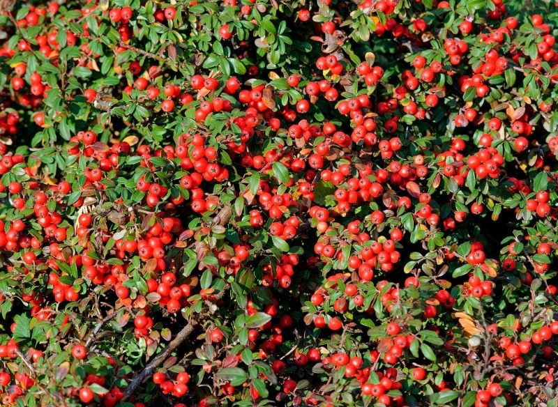 Irga płożąca może rosnąć w pełnym słońcu.