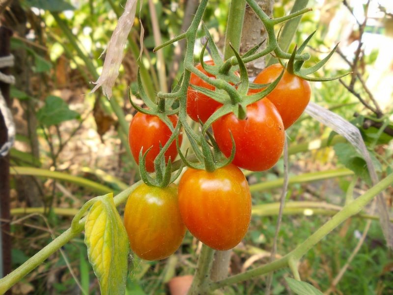 Żółknięcie liści pomidorów nie musi oznaczać choroby.