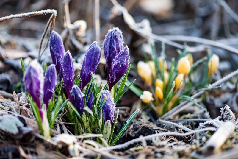 kwiaty cebulowe rosną w środku zimy 