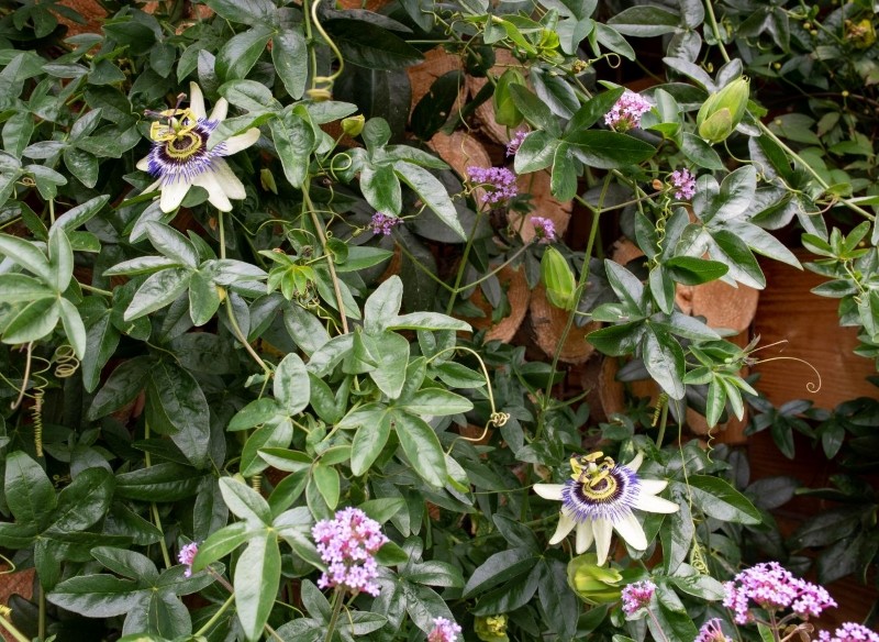 jakie pnącza sadzić w ogrodzie