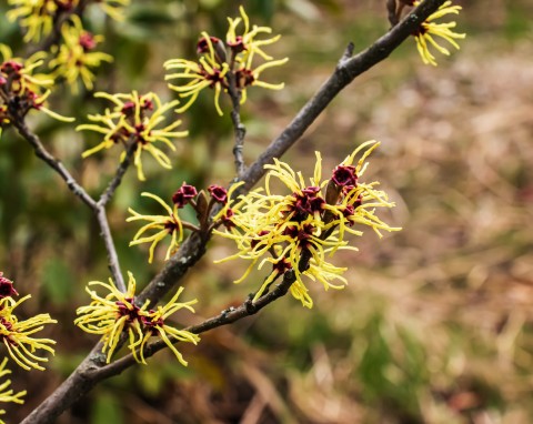 Oczar wirginijski (Hamamelis virginiana)