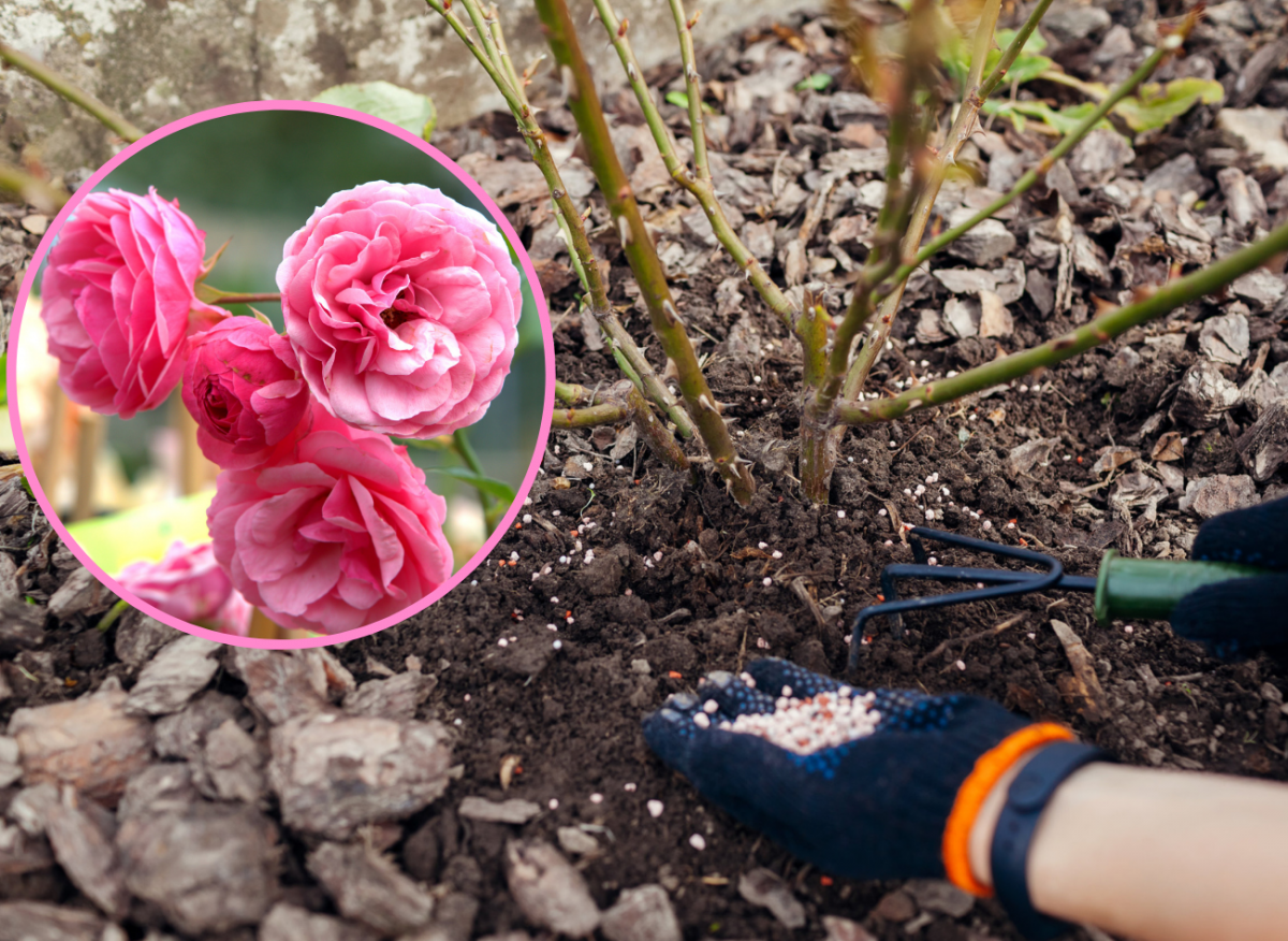 nawożenie róż