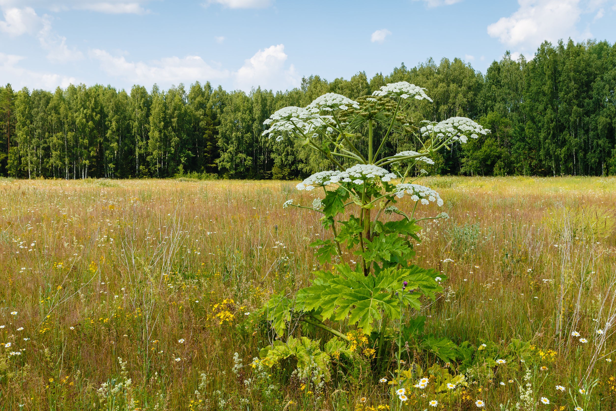 Heracleum sosnowskyi