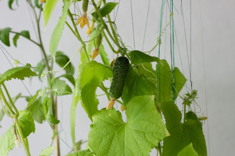 najlepsze odmiany ogórków do uprawy w doniczkach