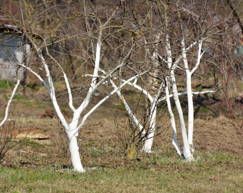 Jesienny oprysk drzew i krzewów owocowych miedzianem. Kiedy wykonać zabieg?