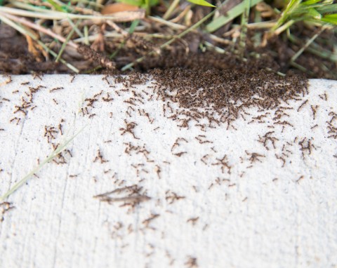 Niezastąpiony patent na mrówki prosto z USA. Wystarczy rozsypać wokół mrowiska