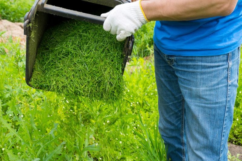Skoszoną trawę najpierw umieszczamy w worku i zostawiamy na słońcu.