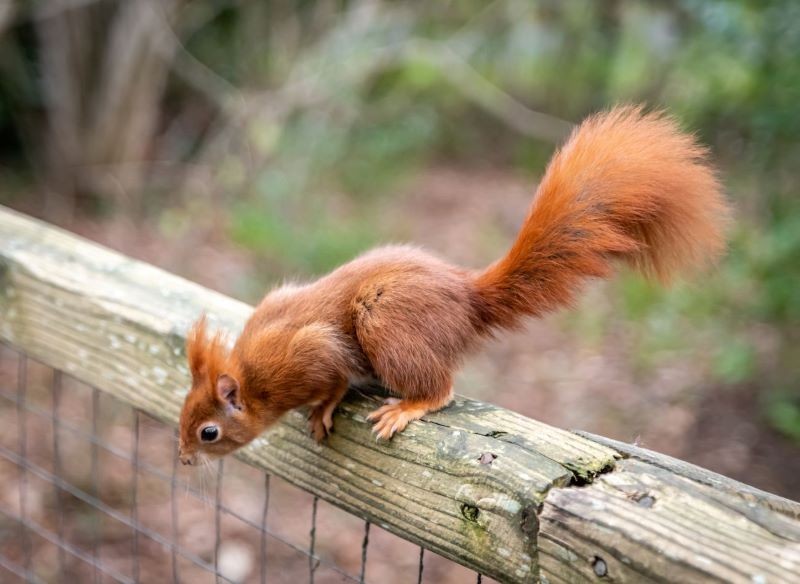 Nie warto wyganiać wiewiórki z ogrodu.