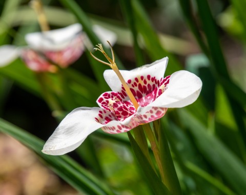 Tygrysówka pawia (Tigrida pavonia)