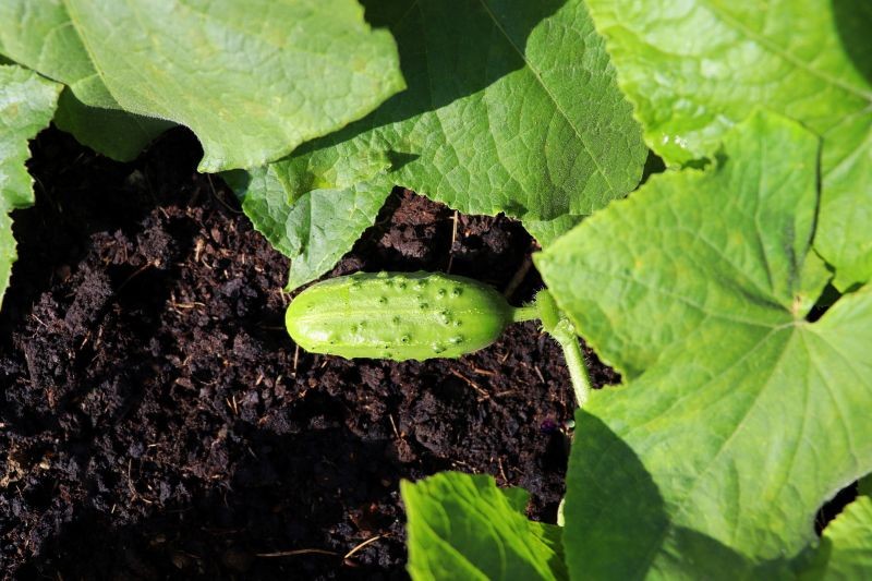Dlaczego ogórki są gorzkie? Niewłaściwa odmiana to jedna z przyczyn.