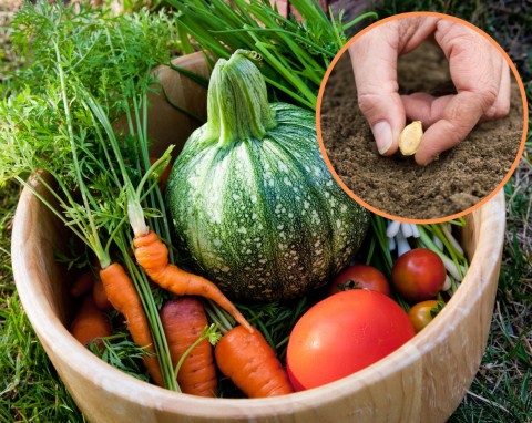 Pozyskiwanie nasion warzyw. Dlaczego warto zbierać je własnoręcznie i kiedy to robić?
