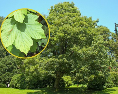 Klon jawor (Acer pseudoplatanus)