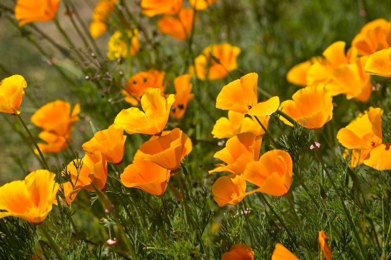 Jakie kwiaty siać w ogrodzie przed zimą? M.in. maczki kalifornijskie.