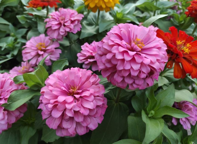 Świat cynii jest bardzo różnorodny, każdy znajdzie piękną odmianę dla siebie.